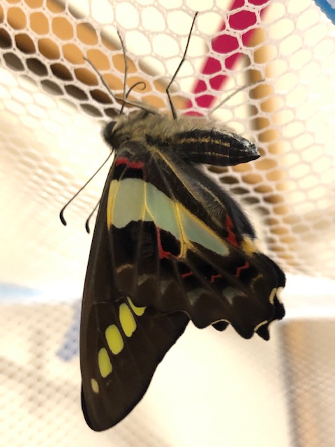 アオスジアゲハ蝶