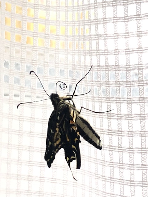 アゲハチョウ羽化不全体