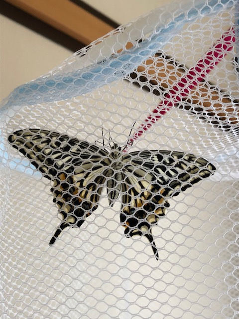 飼育ネットの中のアゲハチョウ