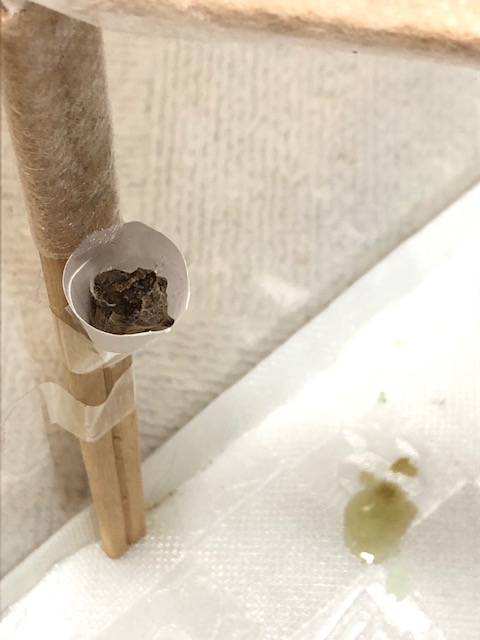 アゲハチョウ蛹の脱け殻