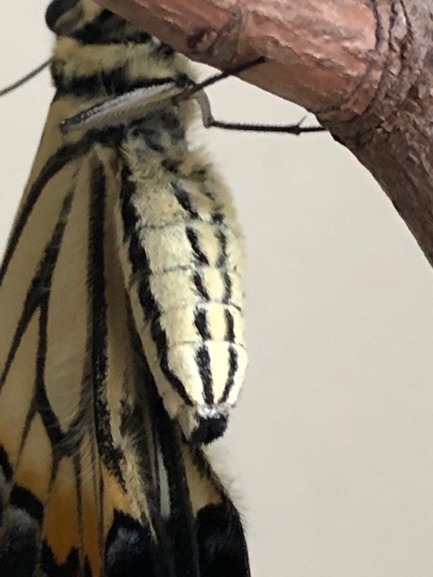 アゲハチョウ雌のおしり