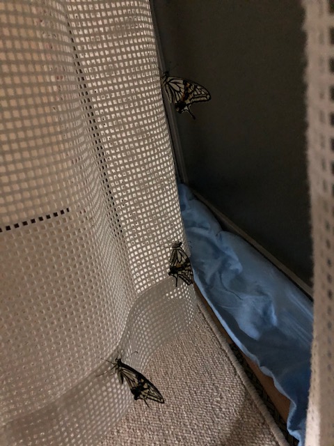 カーテンにとまっているアゲハチョウ