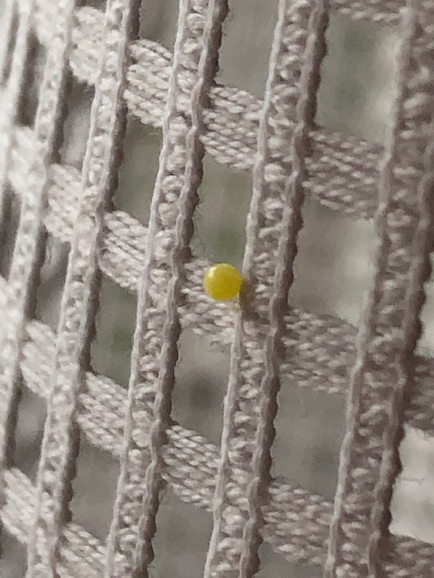 アゲハチョウの無精卵