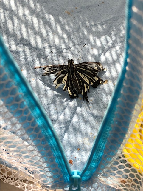 ぼろぼろのアゲハチョウ