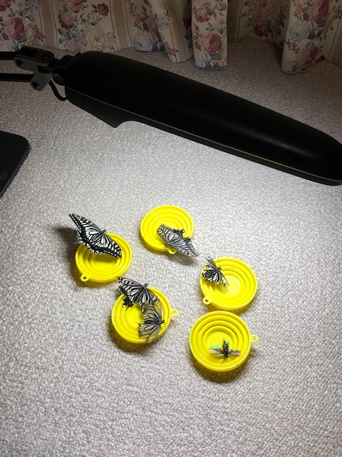 照明で温まるアゲハチョウ