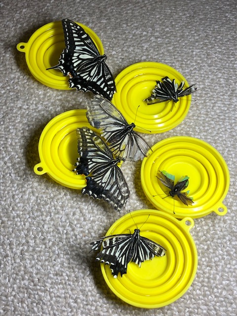 照明で温まるアゲハチョウ