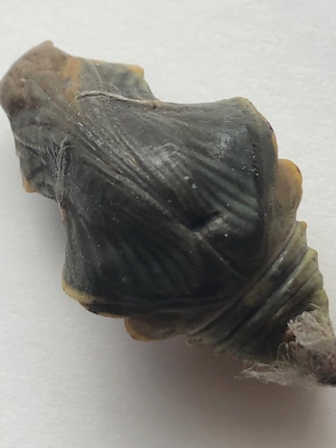 羽化目前のジャコウアゲハ蛹