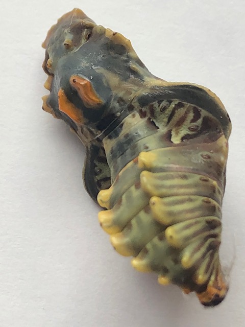 羽化目前のジャコウアゲハ蛹