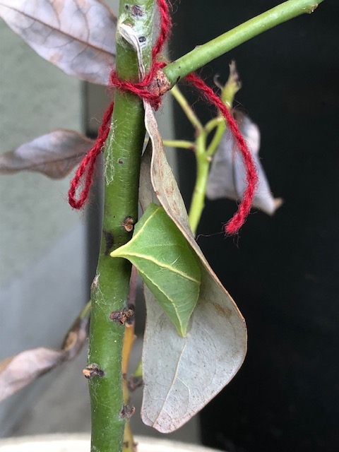 アオスジアゲハ越冬蛹