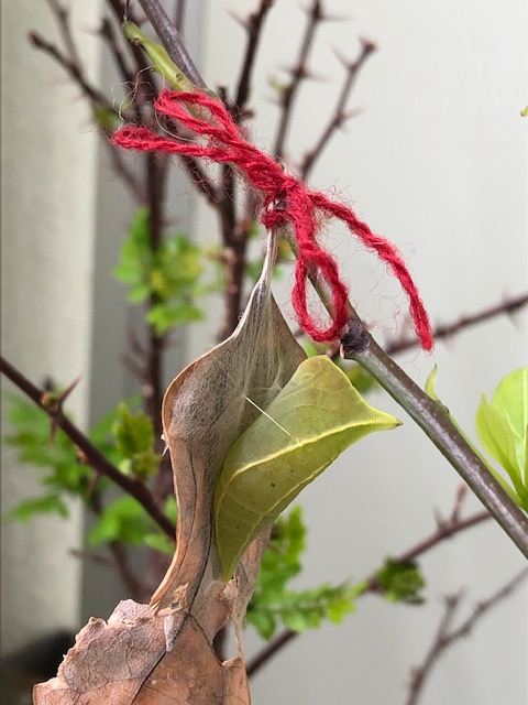 アオスジアゲハ越冬蛹