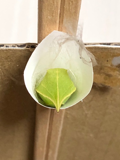 アオスジアゲハ越冬蛹