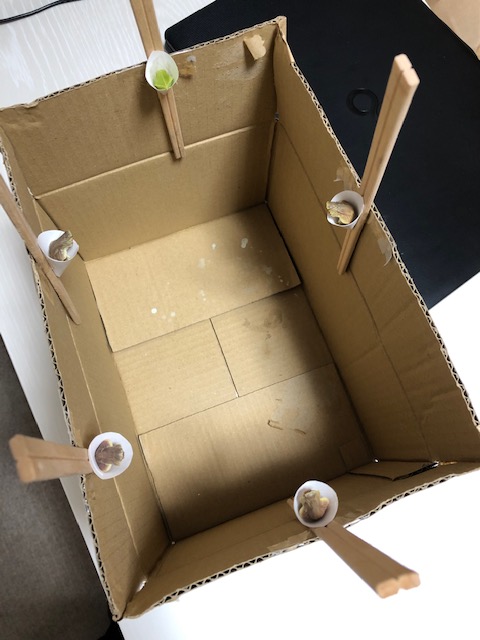 アゲハチョウ越冬蛹