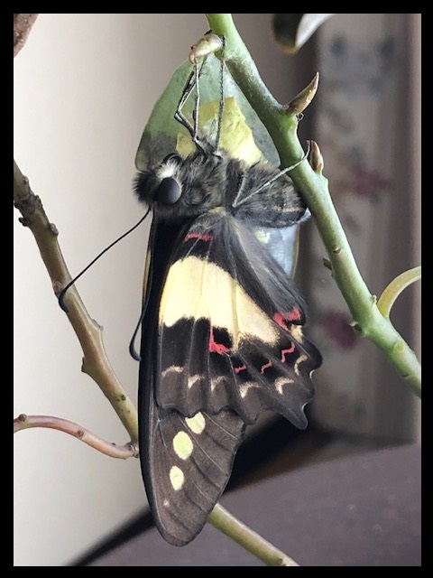 アオスジアゲハ蝶