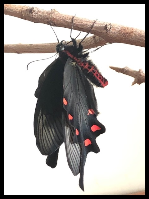 ジャコウアゲハ春型オス