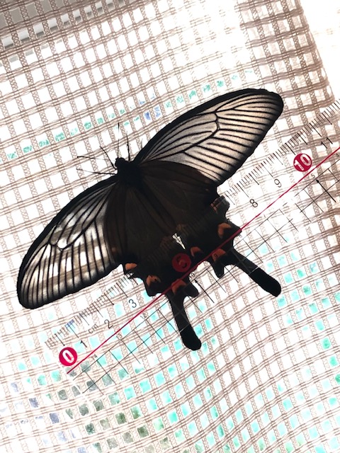 カーテンにとまったジャコウアゲハ蝶