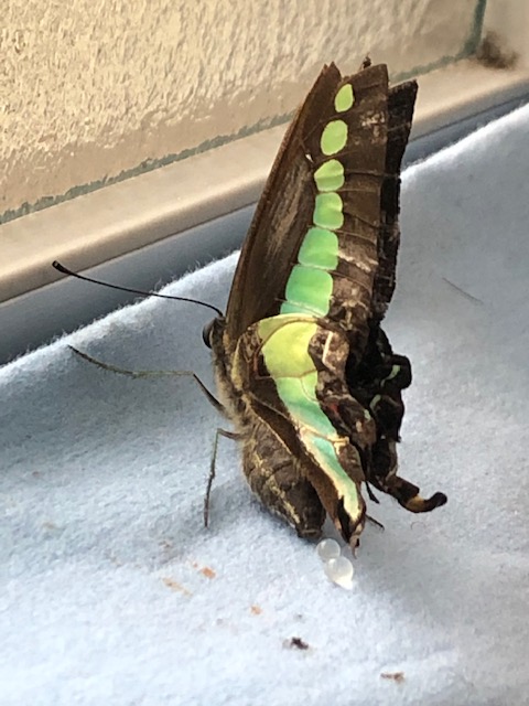 アオスジアゲハのポンピング