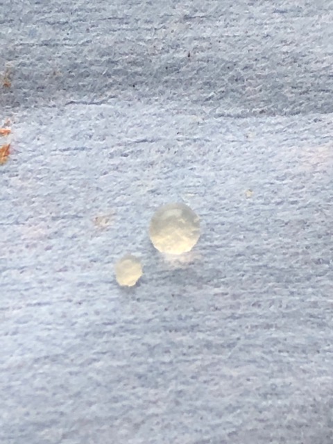 アオスジアゲハのおしっこ