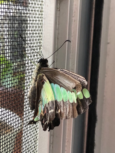 網戸にとまるアオスジアゲハ蝶