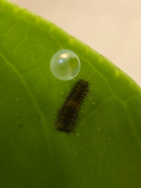 孵化したアゲハチョウ幼虫