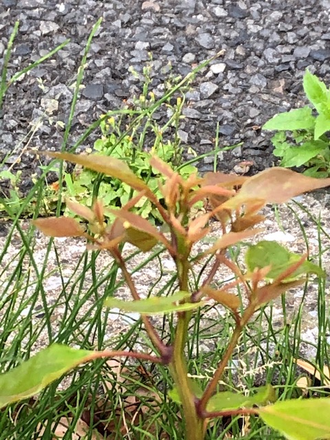 アオスジアゲハの卵が付いているクスノキのひこばえ