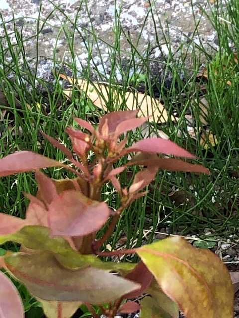 アオスジアゲハの卵が付いているクスノキのひこばえ