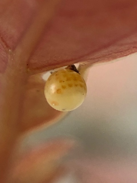 アオスジアゲハの卵