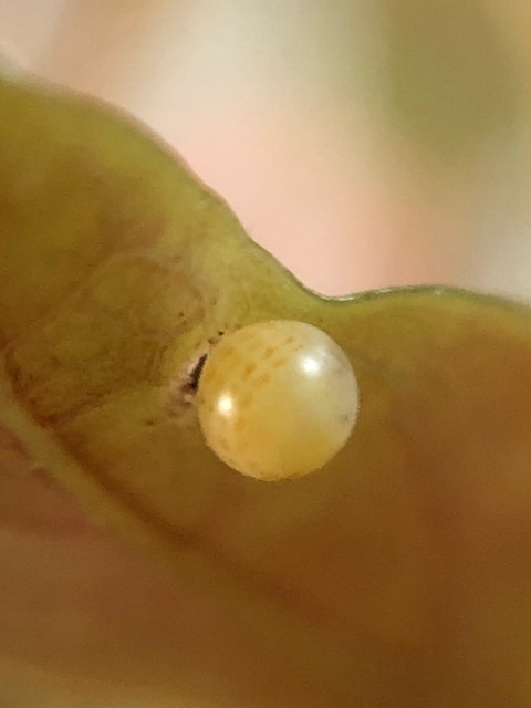 アオスジアゲハの卵