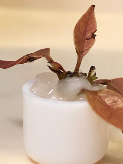 孵化したアオスジアゲハ幼虫