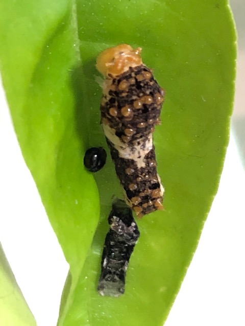 脱皮したナミアゲハ3齢幼虫