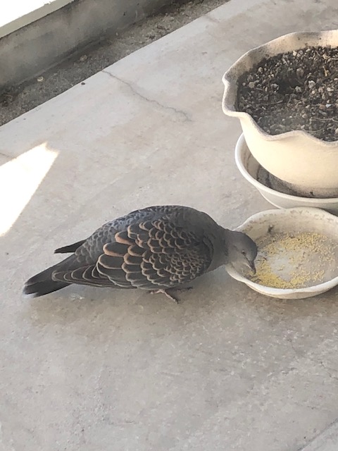 餌を食べるキジバト