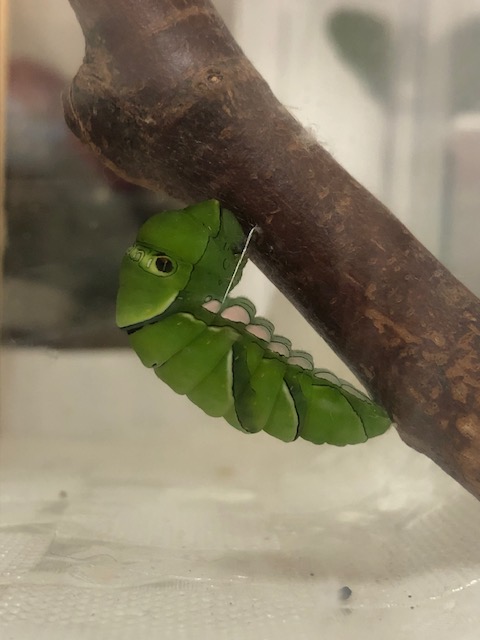 アゲハチョウ前蛹