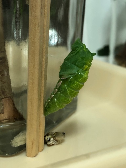 脱皮したアゲハチョウ蛹