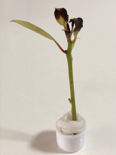 アオスジアゲハ幼虫が付いているクスノキの枝