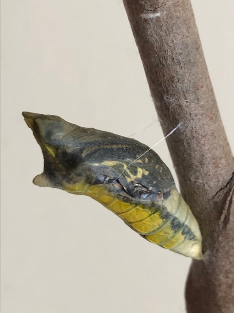 傷がついているアゲハチョウ蛹