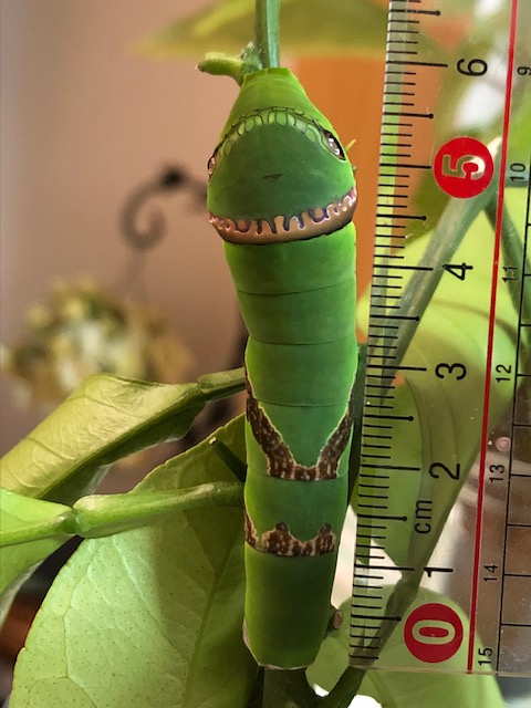 クロアゲハ終齢幼虫