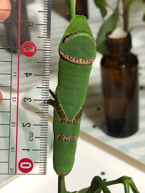 クロアゲハ終齢幼虫