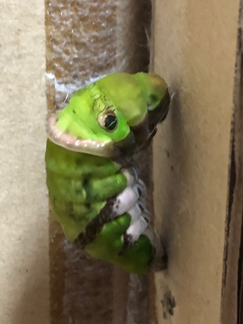 クロアゲハ前蛹