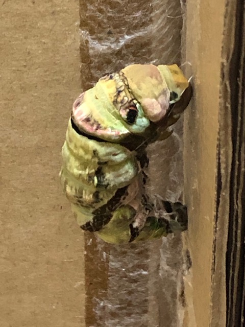 脱皮目前のクロアゲハ前蛹