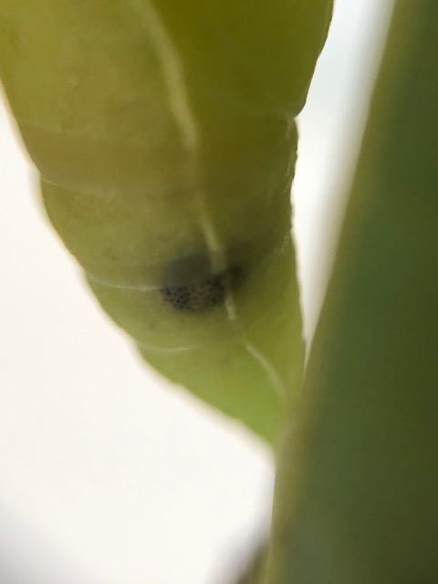 寄生されたアオスジアゲハ蛹