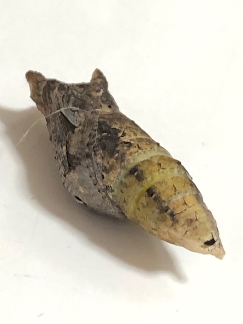 割れたアゲハチョウ蛹