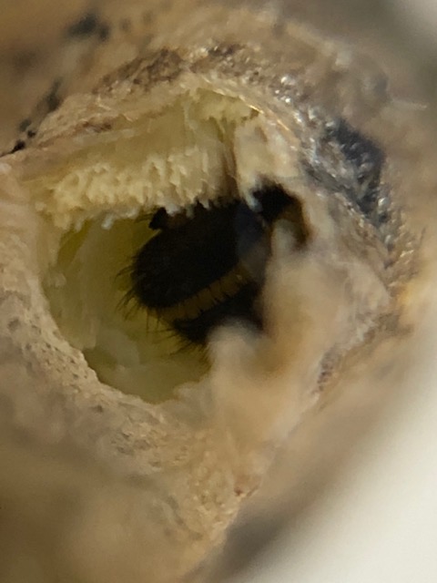 割れたアゲハチョウ蛹