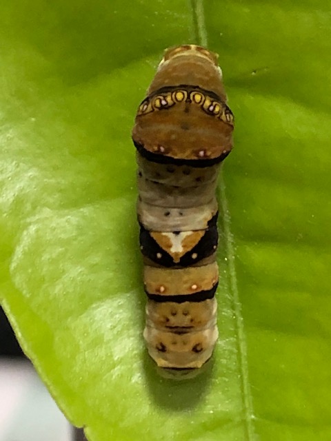 ナミアゲハ終齢幼虫の背中
