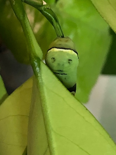 ナミアゲハ終齢幼虫の背中