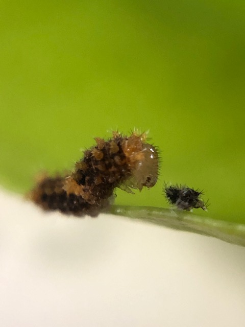 ナミアゲハ若齢幼虫