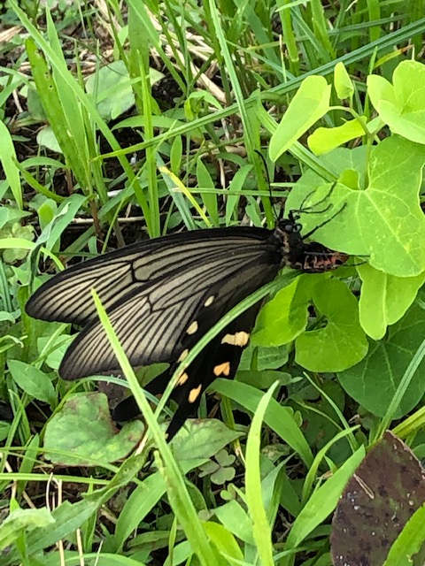 産卵するジャコウアゲハ