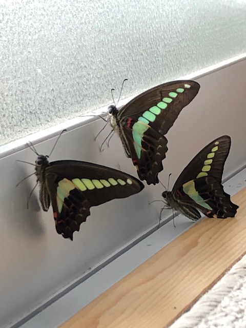 アオスジアゲハ蝶3頭