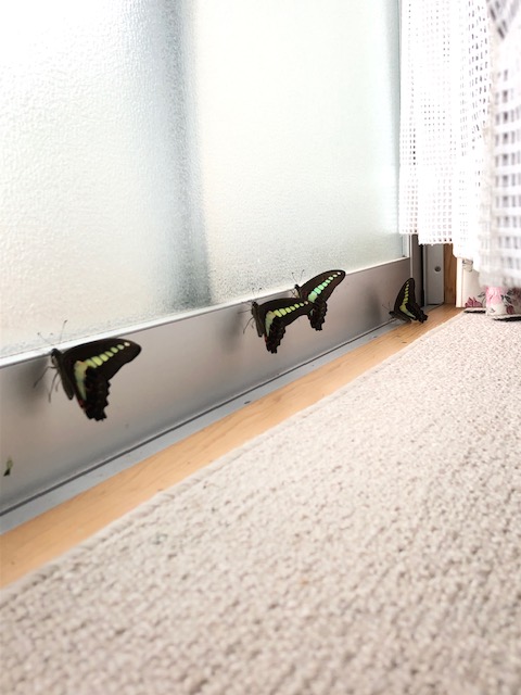 アオスジアゲハ蝶4頭