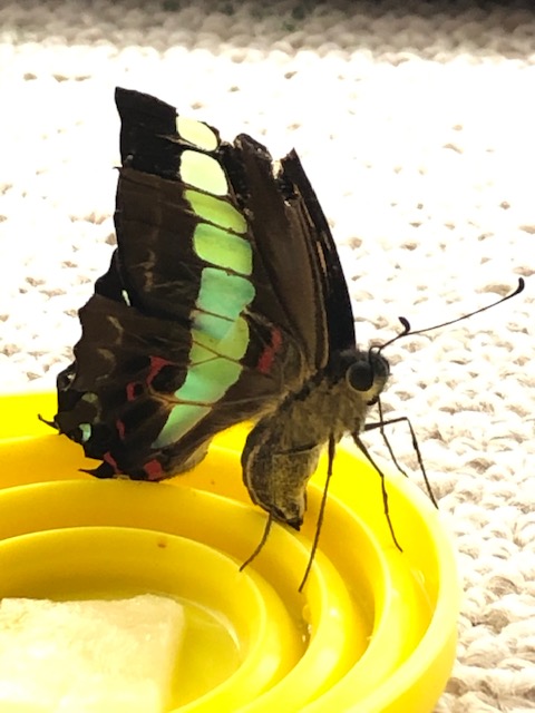 アオスジアゲハ吸蜜