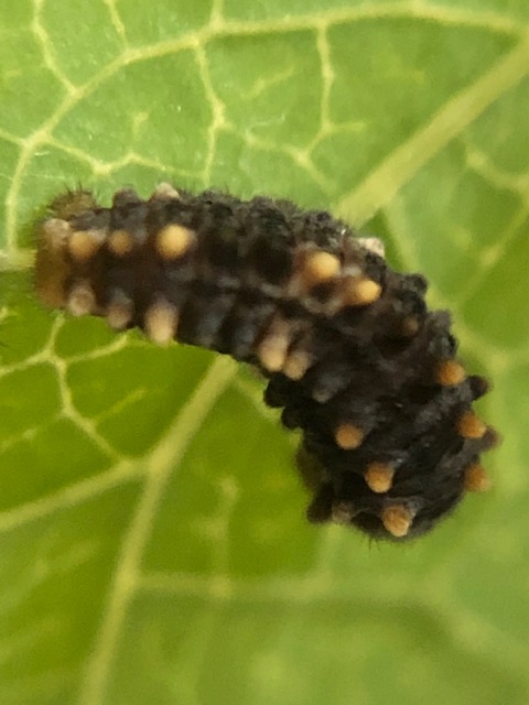 ジャコウアゲハ若齢幼虫