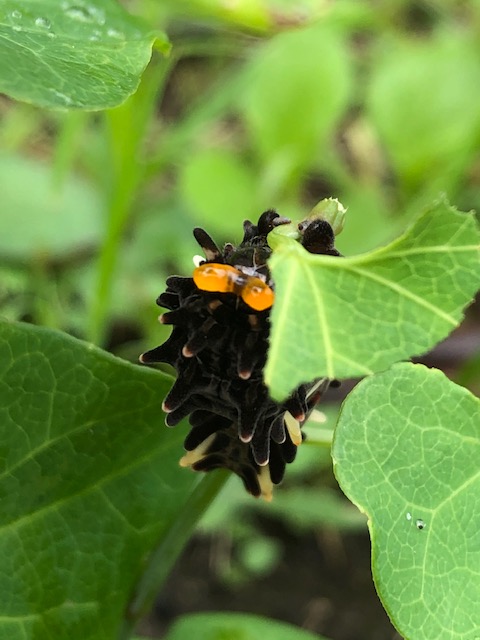 臭角を出すジャコウアゲハ幼虫